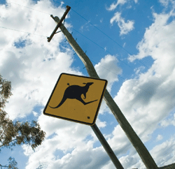 Image: Kangaroos ahead sign