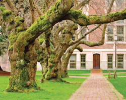 Image: School tree lined avenue
